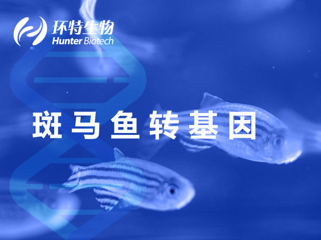 斑马鱼转基因品系制备