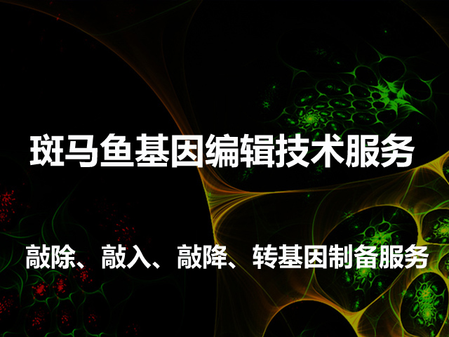 斑马鱼基因编辑服务（含敲除/敲入/转基因/点突变等）/科研服务