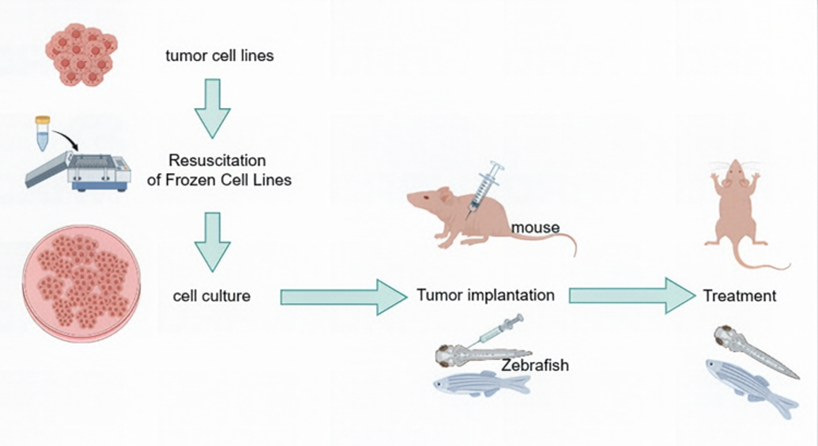 鼠/斑马鱼CDX模型构建 / 临床药效评价 / 科研服务