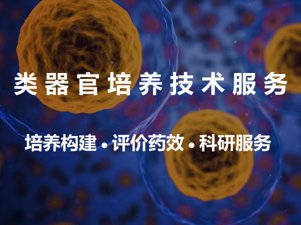 类器官培养构建 /科研服务 /评价药效与安全性（人/小鼠）