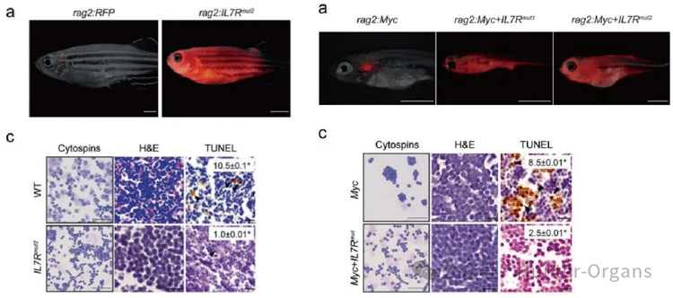 1776308555133619.jpg 2.jpg