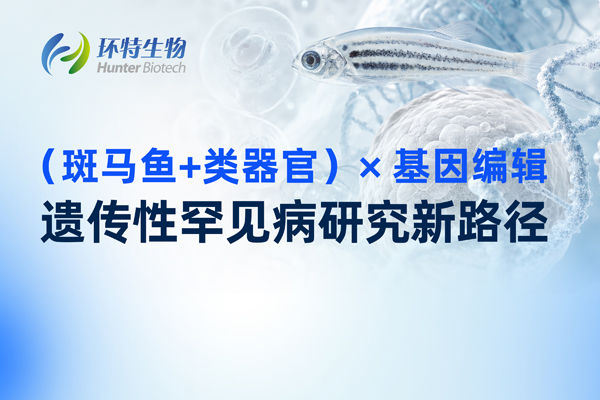 （斑马鱼+类器官）×基因编辑｜遗传性罕见病研究新路径
